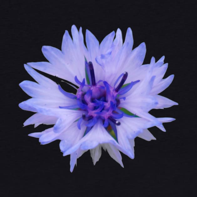 Cornflower by Nicole Gath Photography